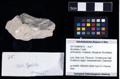 Foto (Objekt + Etikett) von Munididae ? indet.  (NHMW-GEO-2017-0089-0075)